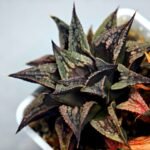 Haworthia Black Knight Hybrid - 13