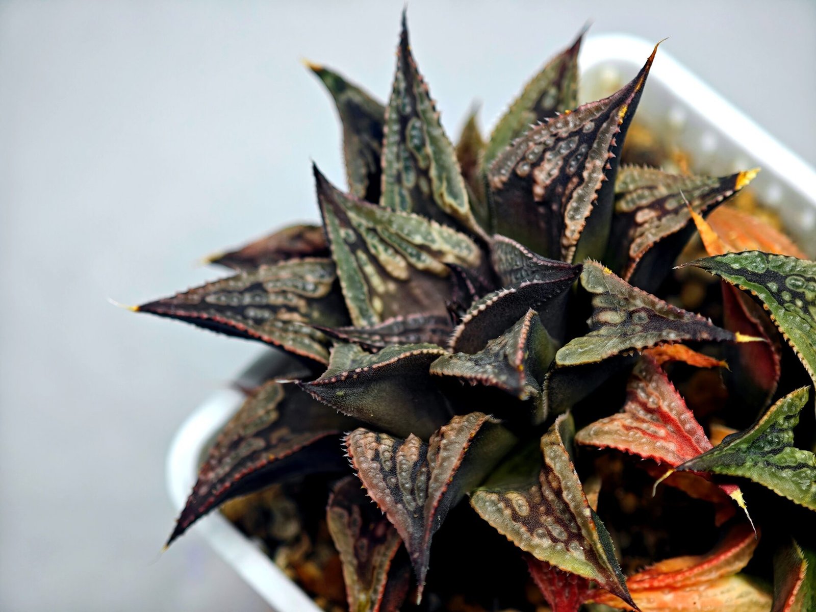 Haworthia Black Knight Hybrid - 13