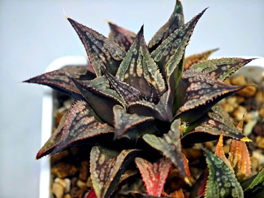 Haworthia Black Knight Hybrid - 14
