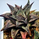 Haworthia Black Knight Hybrid - 14