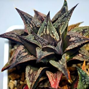 Haworthia Black Knight Hybrid - 14