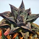 Haworthia Black Knight Hybrid - 15