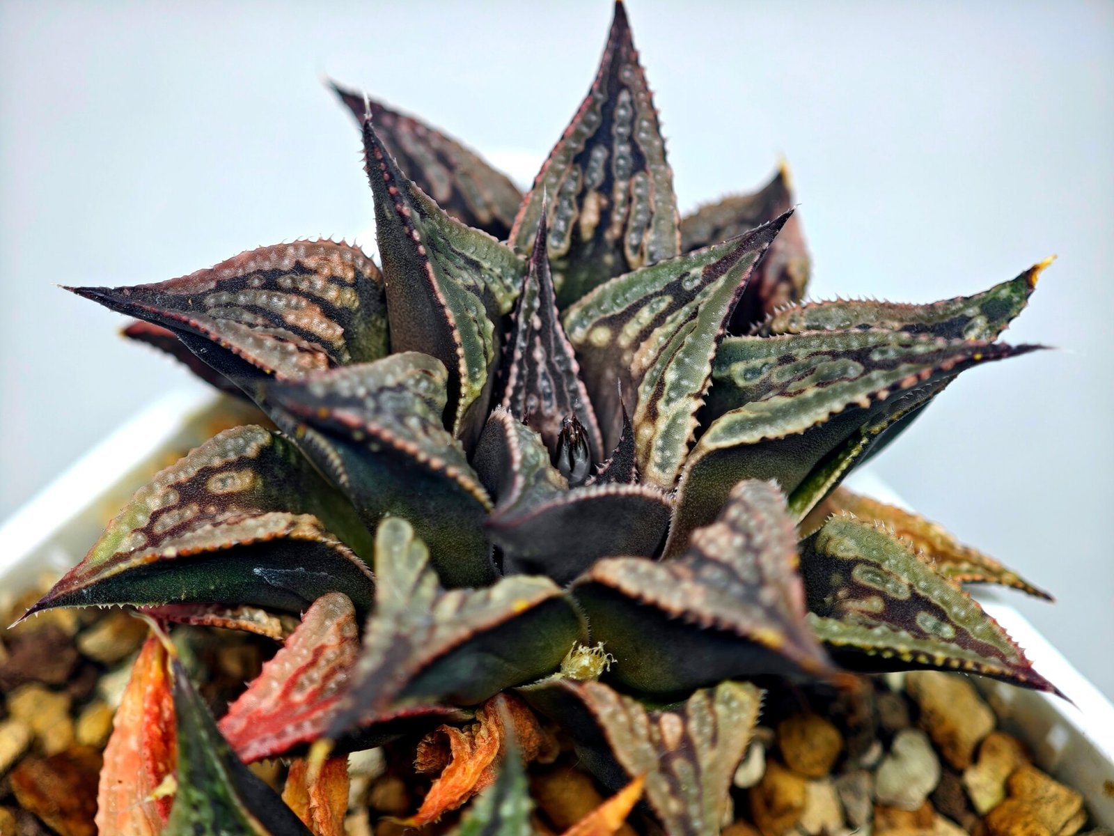 Haworthia Black Knight Hybrid - 15