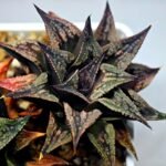 Haworthia Black Knight Hybrid - 16