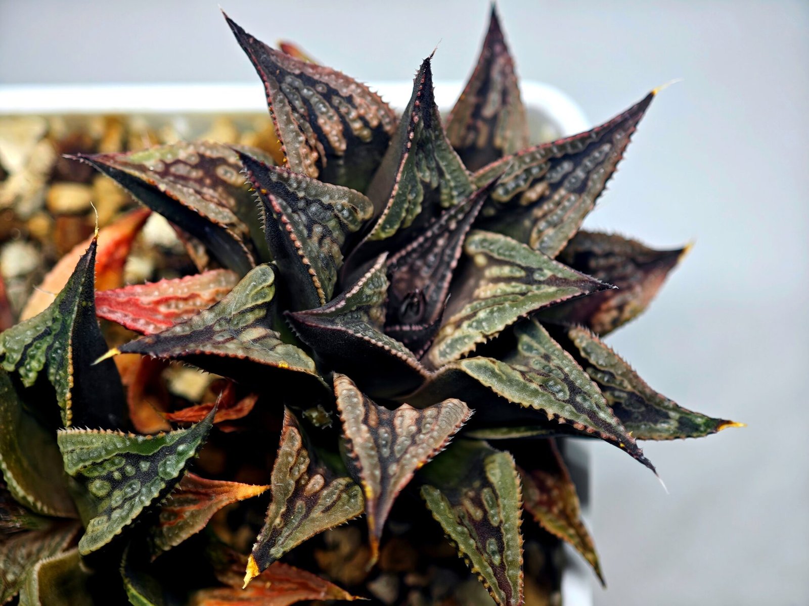 Haworthia Black Knight Hybrid - 16