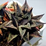 Haworthia Black Knight Hybrid - 17