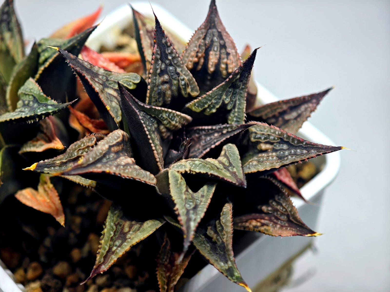 Haworthia Black Knight Hybrid - 17
