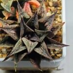 Haworthia Black Knight Hybrid - 18