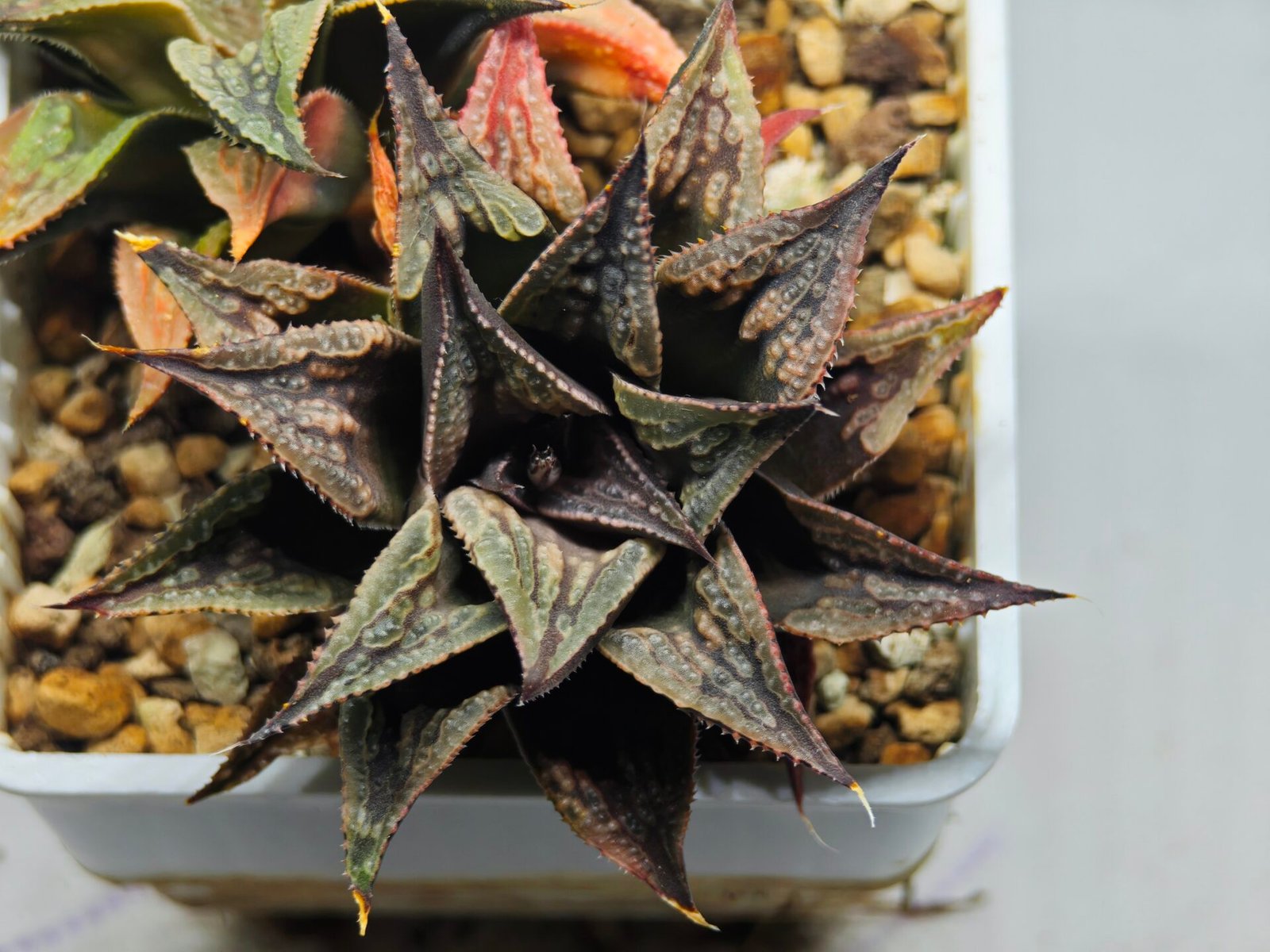 Haworthia Black Knight Hybrid - 18