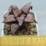 Haworthia Princess Kazunomiya (皇妃和之宫) - 1