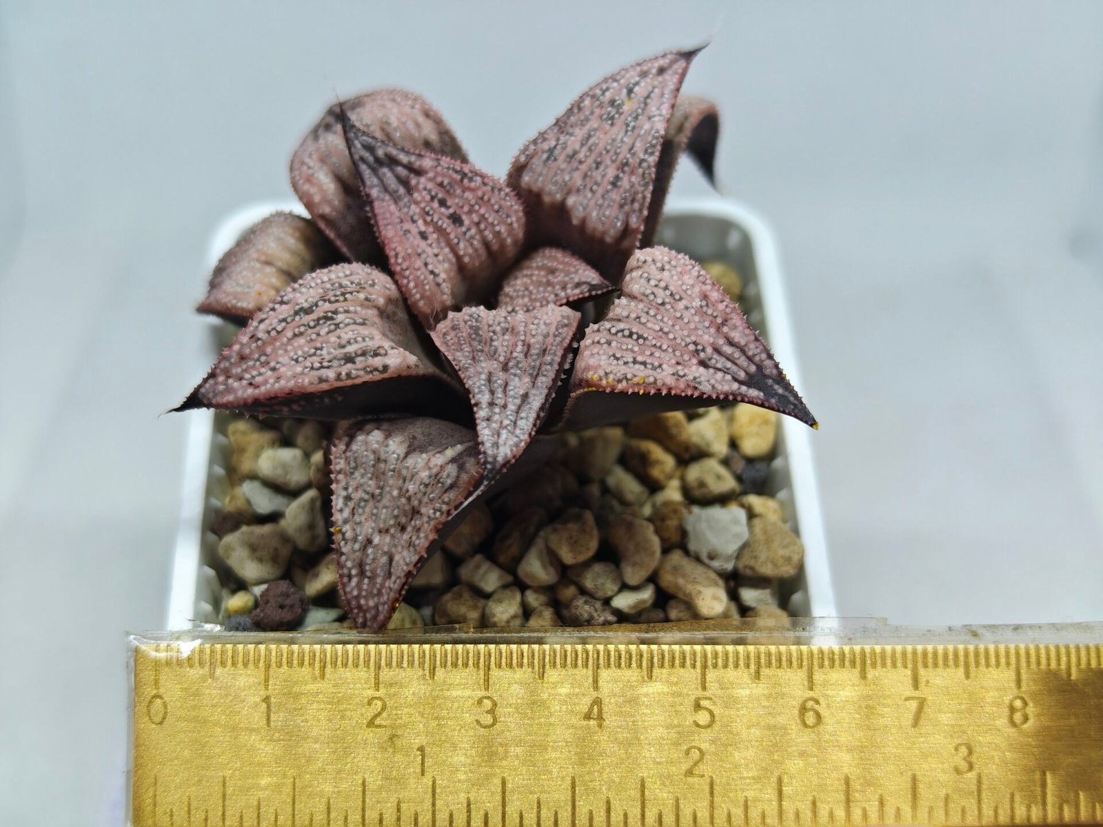 Haworthia Princess Kazunomiya (皇妃和之宫) - 1
