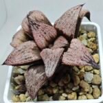 Haworthia Princess Kazunomiya (皇妃和之宫) - 2