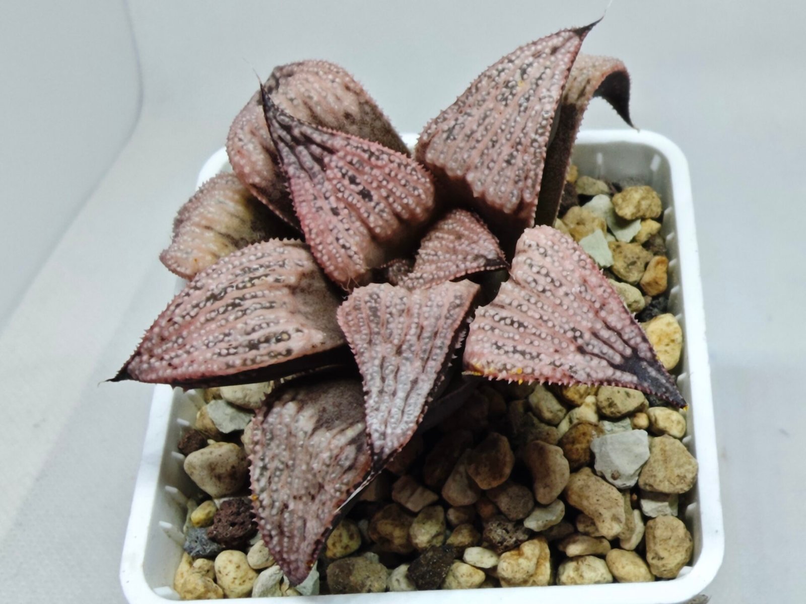 Haworthia Princess Kazunomiya (皇妃和之宫) - 2