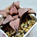 Haworthia Princess Kazunomiya (皇妃和之宫) - 3