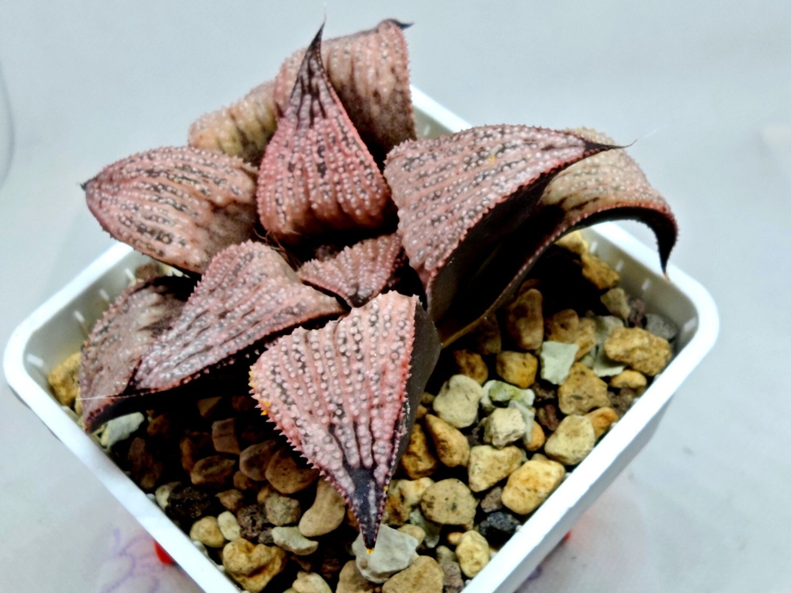 Haworthia Princess Kazunomiya (皇妃和之宫) - 3