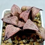 Haworthia Princess Kazunomiya (皇妃和之宫) - 4