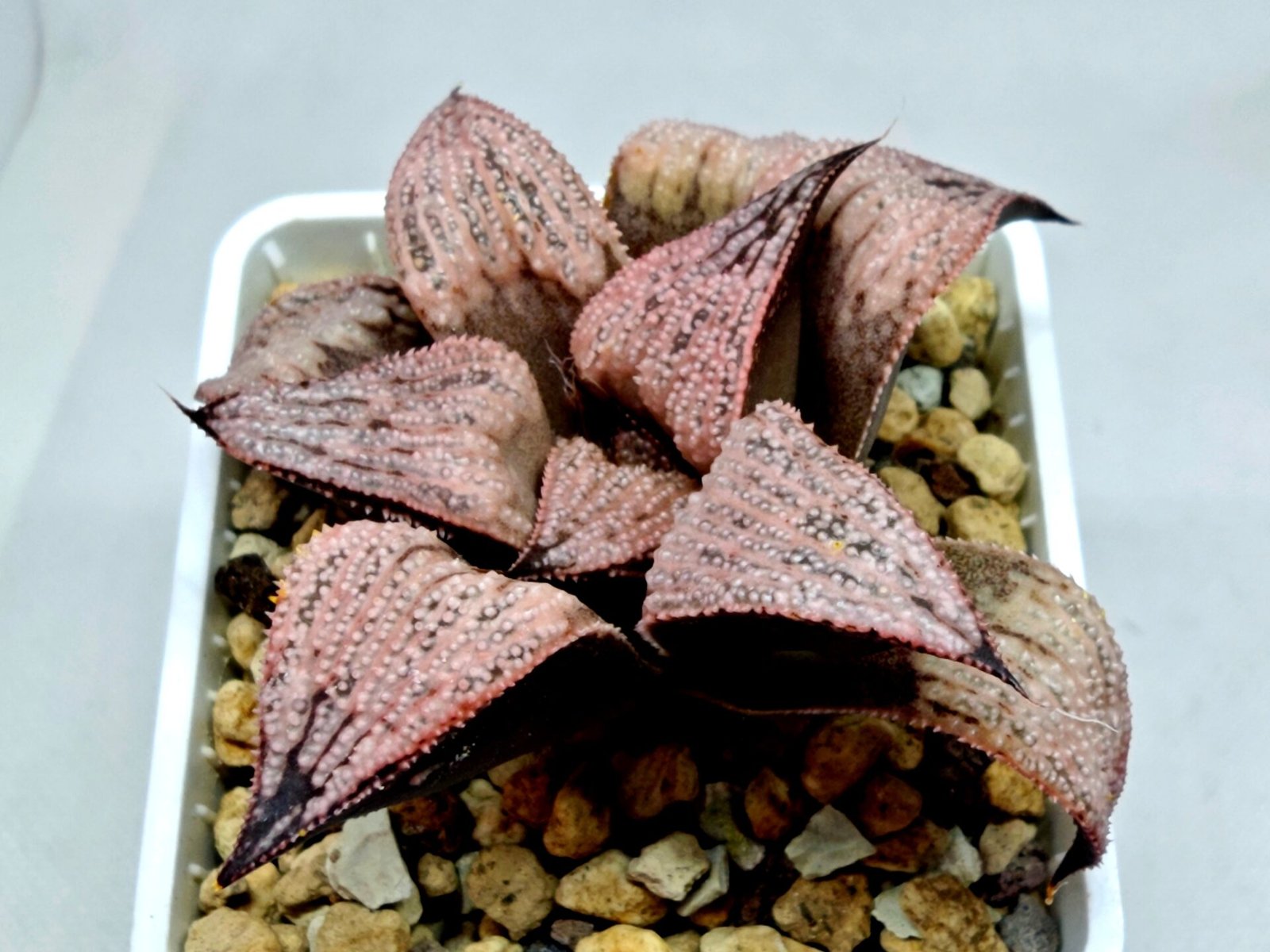Haworthia Princess Kazunomiya (皇妃和之宫) - 4