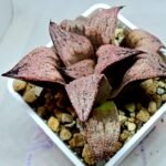 Haworthia Princess Kazunomiya (皇妃和之宫) - 5