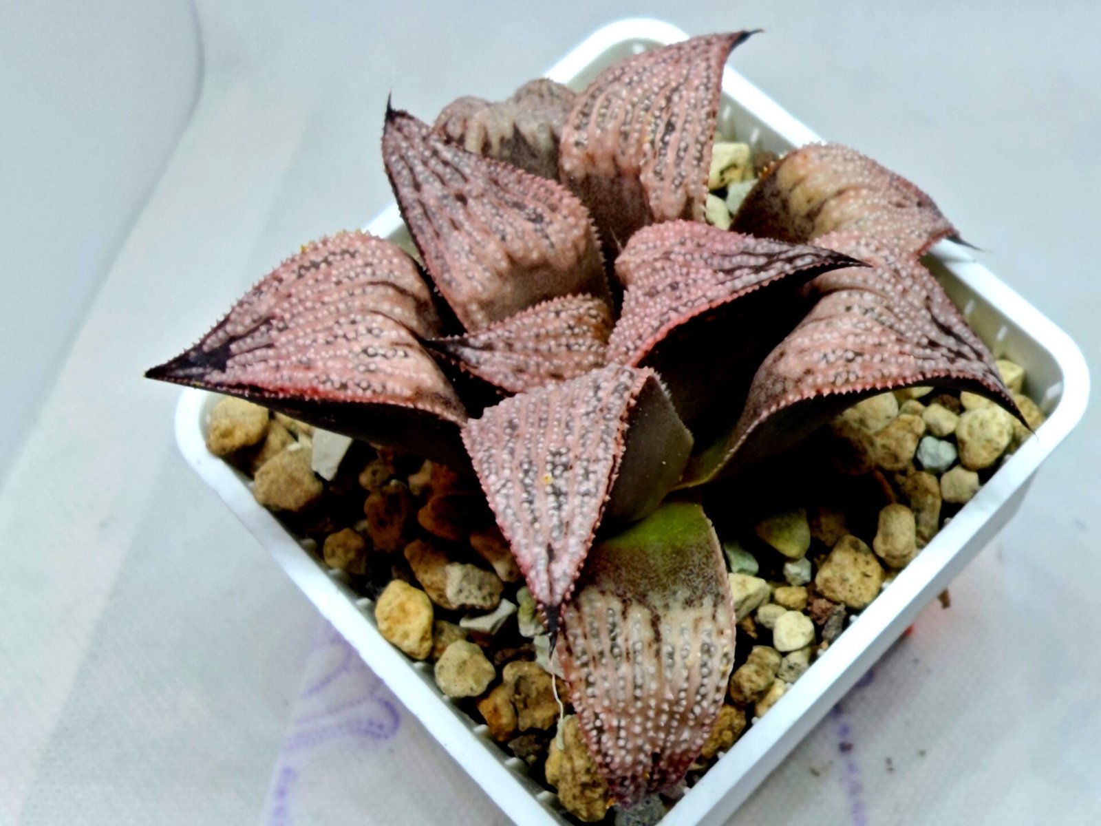 Haworthia Princess Kazunomiya (皇妃和之宫) - 5
