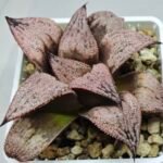 Haworthia Princess Kazunomiya (皇妃和之宫) - 6