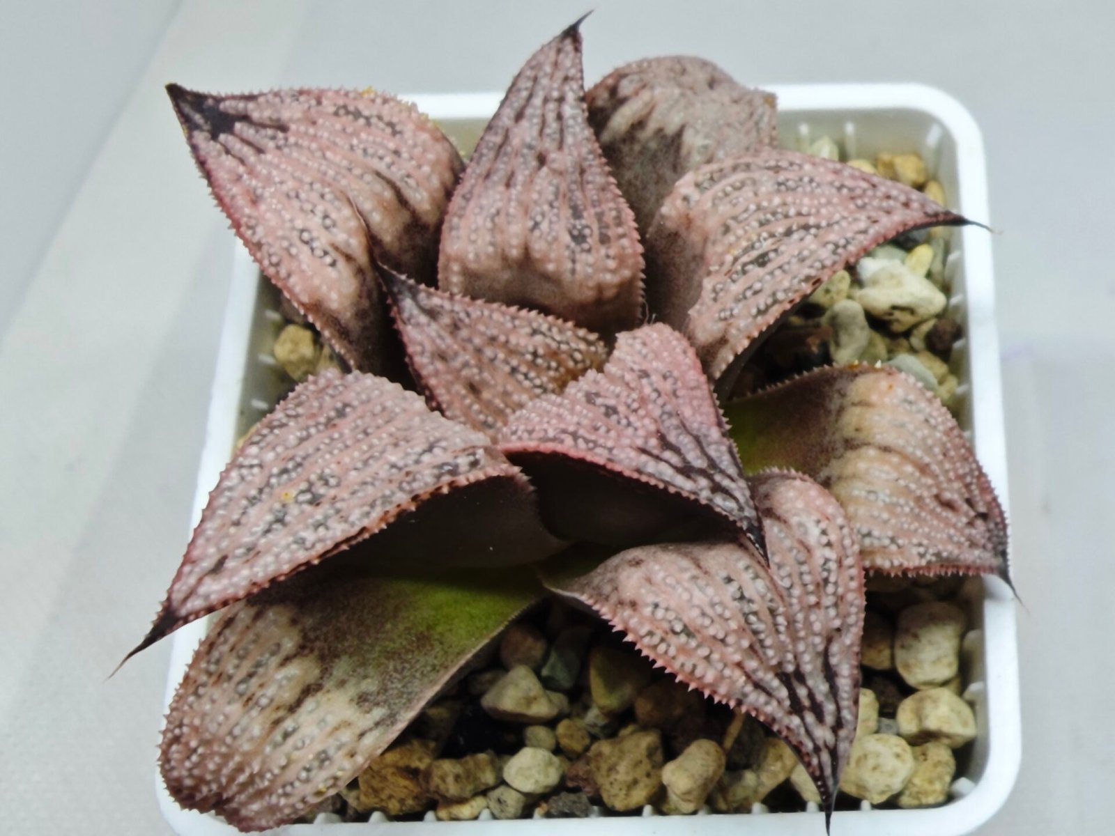 Haworthia Princess Kazunomiya (皇妃和之宫) - 6