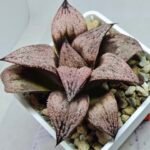 Haworthia Princess Kazunomiya (皇妃和之宫) - 7