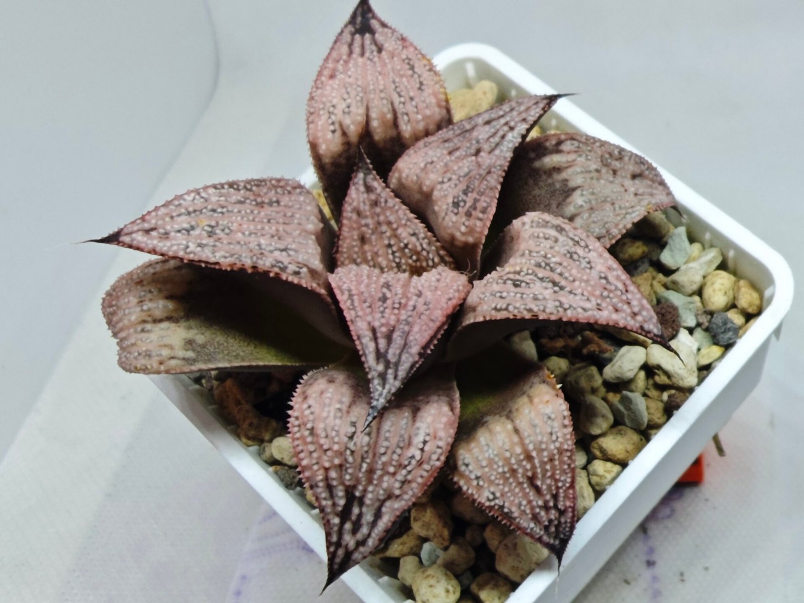 Haworthia Princess Kazunomiya (皇妃和之宫) - 7