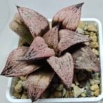 Haworthia Princess Kazunomiya (皇妃和之宫) - 8