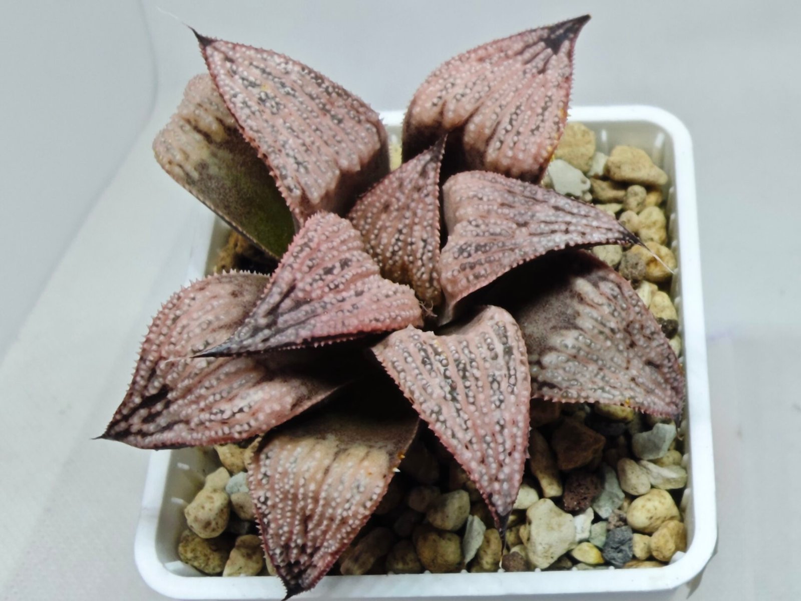 Haworthia Princess Kazunomiya (皇妃和之宫) - 8