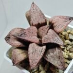 Haworthia Princess Kazunomiya (皇妃和之宫) - 9