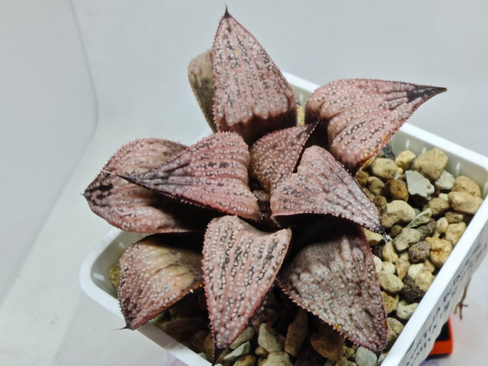 Haworthia Princess Kazunomiya (皇妃和之宫) - 9
