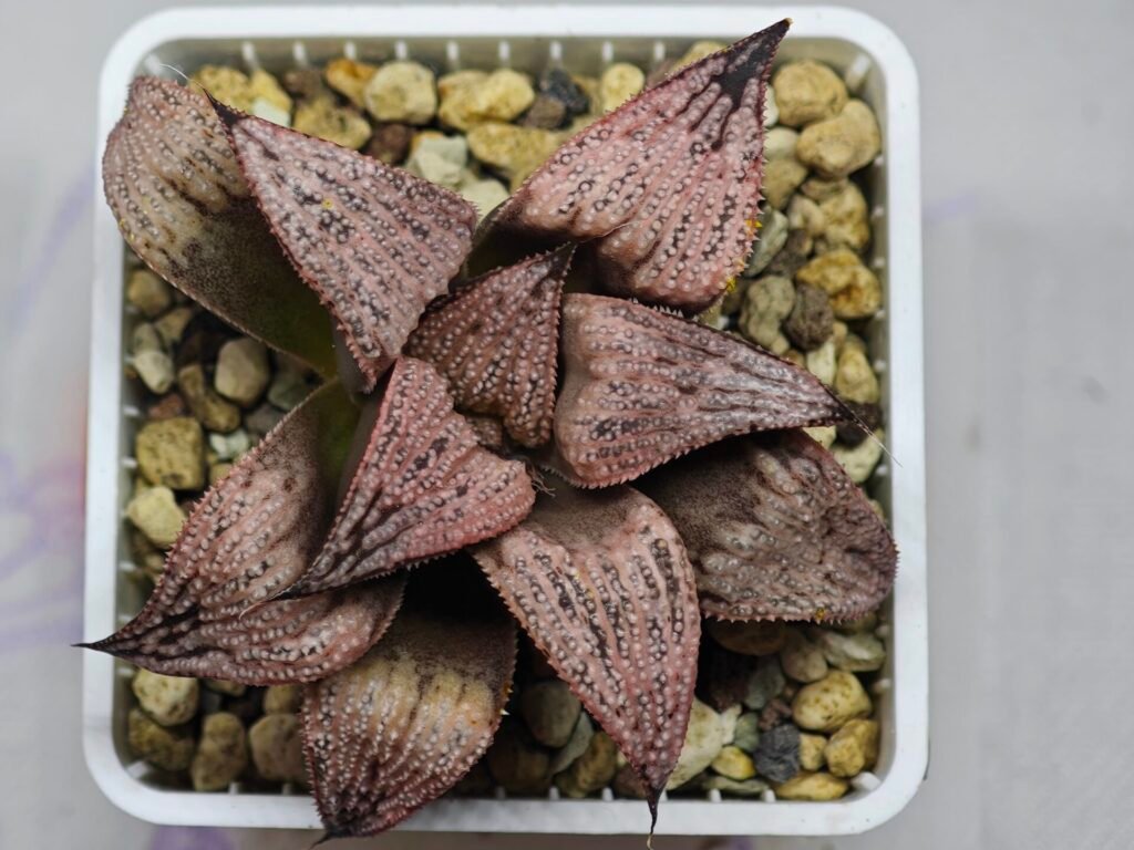Haworthia Princess Kazunomiya (皇妃和之宫) - 10