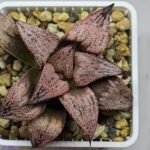 Haworthia Princess Kazunomiya (皇妃和之宫) - 10