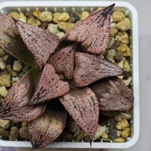 Haworthia Princess Kazunomiya (皇妃和之宫) - 10