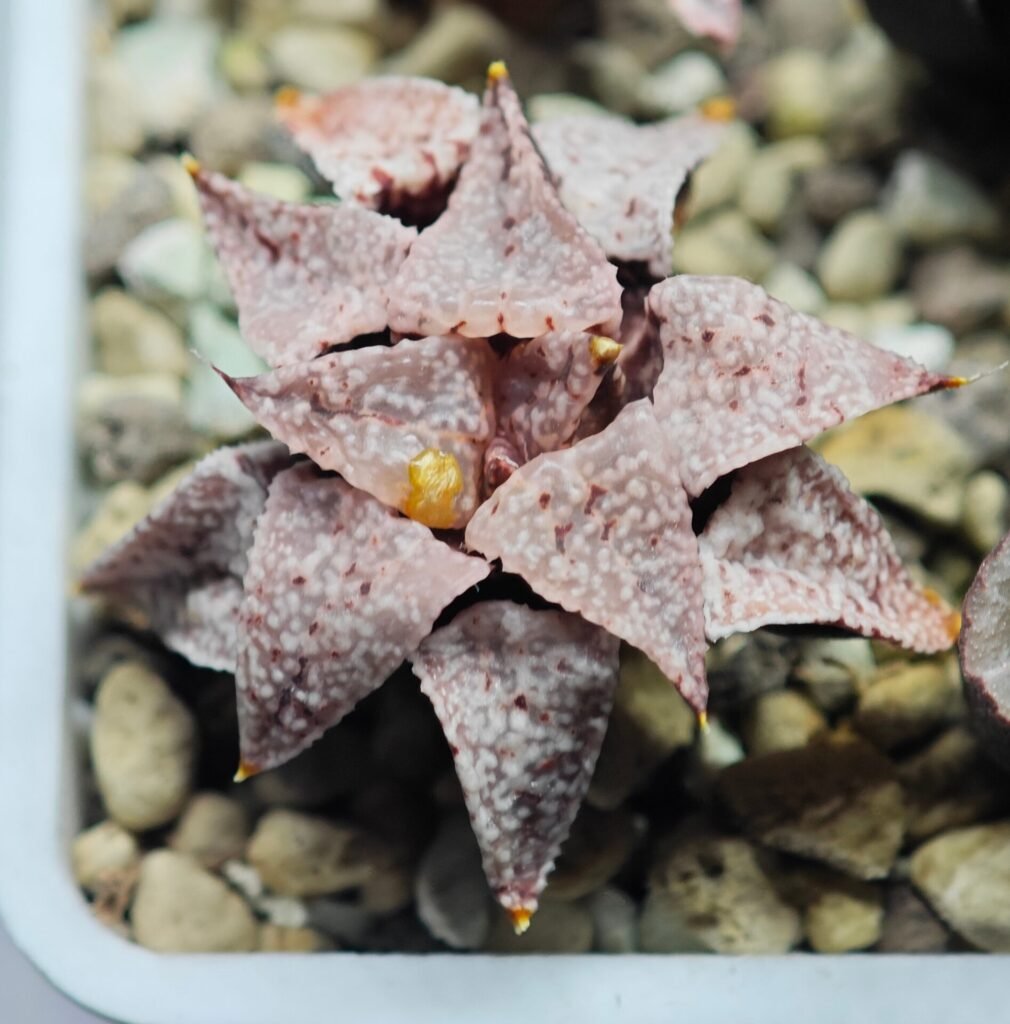 Haworthia Unknown Picta K126 - 3