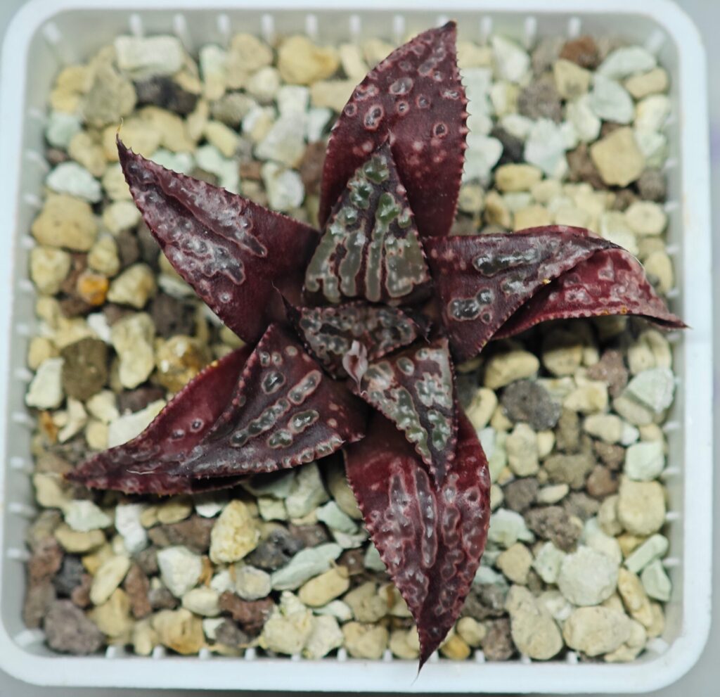 Home 3 Haworthia Unknown Splendens K002 - 8