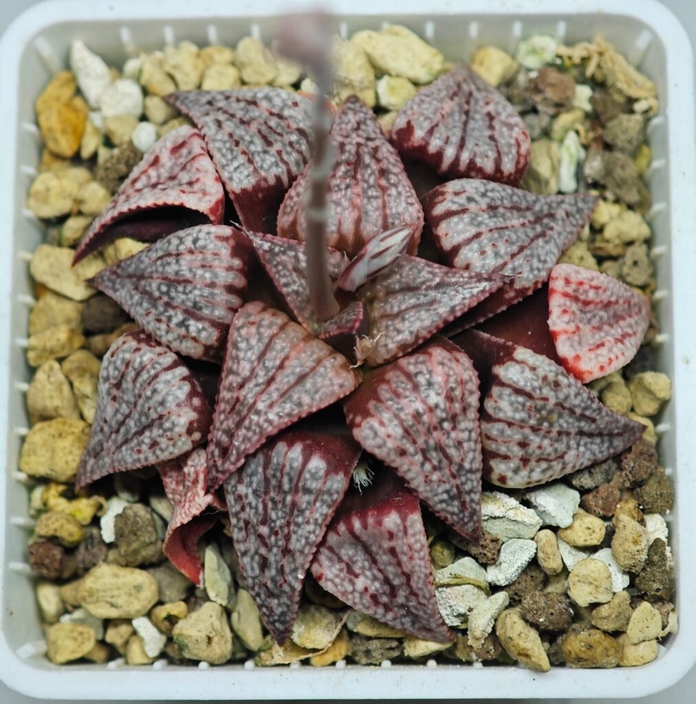 Haworthia Unknown Picta K115 - 9