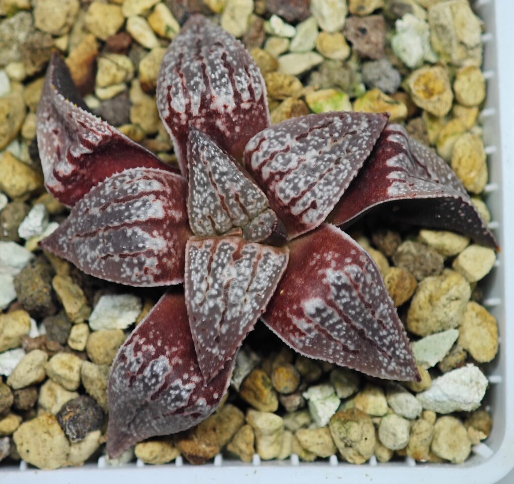 Haworthia Unknown Picta K129 - 6
