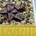 Haworthia Unknown Picta K129 - 3