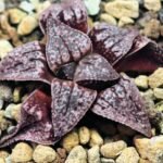 Haworthia Unknown Picta K129 - 4
