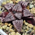 Haworthia Unknown Picta K129 - 5