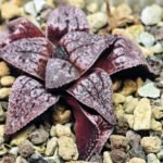 Haworthia Unknown Picta K129 - 6