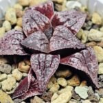 Haworthia Unknown Picta K129 - 7