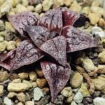 Haworthia Unknown Picta K129 - 8