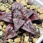 Haworthia Unknown Picta K129 - 9