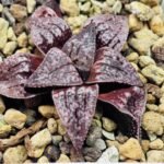 Haworthia Unknown Picta K129 - 10