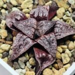 Haworthia Unknown Picta K129 - 1