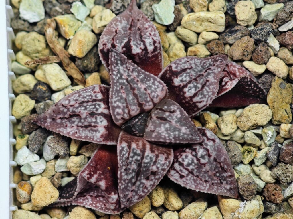 Haworthia Unknown Picta K129 - 2