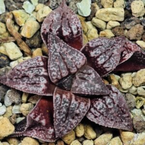 Haworthia Unknown Picta K129 - 2