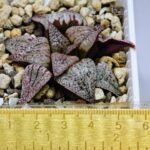 Haworthia Unknown Picta K122 - 2